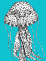 Source: Marine Biology Laboratory site; visit it